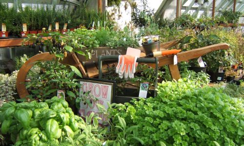 Dykhof nurseries selection of edible herbs