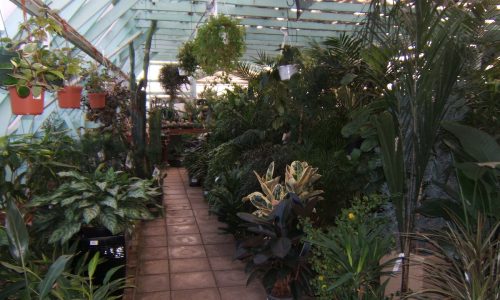 Dykhof nurseries selection of tropical houseplants