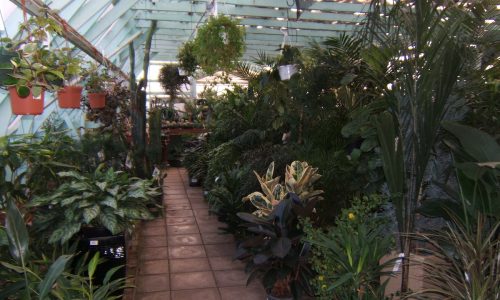 Dykhof nurseries selection of tropical houseplants
