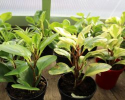 Dykhof nurseries selection of peperomia plants