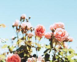 roses-full-sun